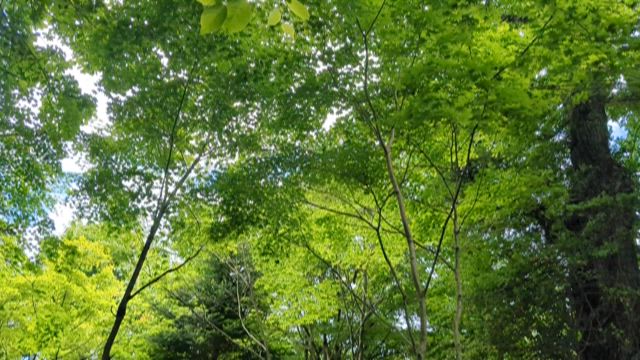 セミアラーム。の記事動画