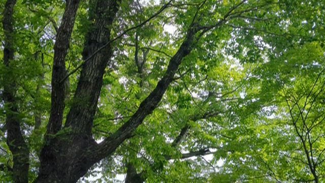 いとをかし。の記事動画