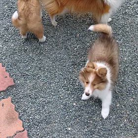 初お庭への画像