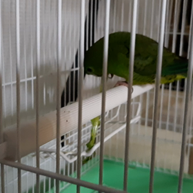 初サザナミ2の画像