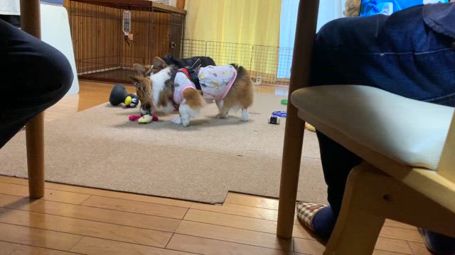 暑いわねの記事動画