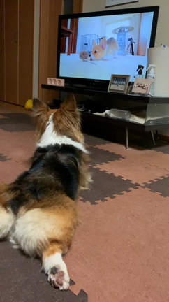 お兄ちゃんが帰ってきたよの記事動画