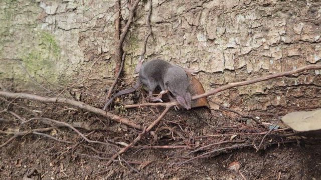 滋賀でさくらんぼ狩り。の記事動画