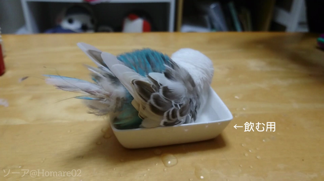 水浴びハクちゃんの記事動画