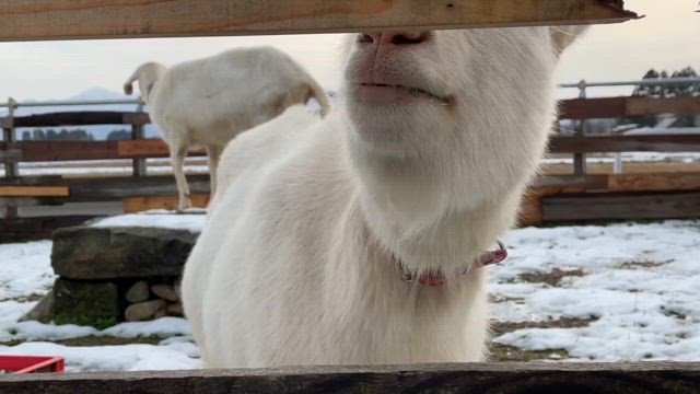 里山ハーモニーからの贈り物の記事動画