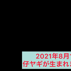 子ヤギちゃん　2日目の画像