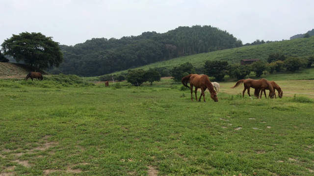放牧ってイイな。の記事動画