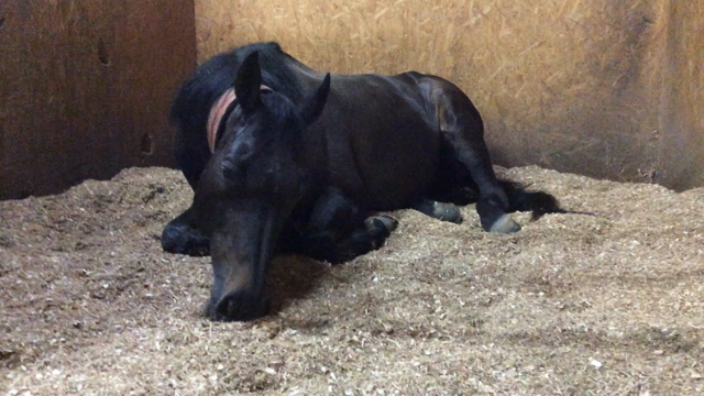 爆睡の記事動画