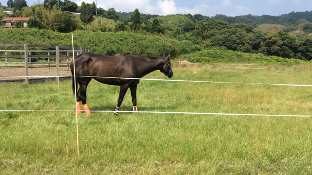 神奈川県に青草放牧場⁉️の記事動画