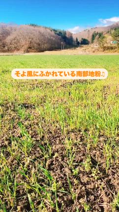 2025/04/16　風に気持ちよく吹かれている南部地粉＾＾の記事動画