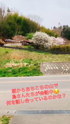 2025/04/13　∞たわわの朝の記事動画