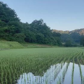 2026/06/06　日々の田んぼ水管理の画像