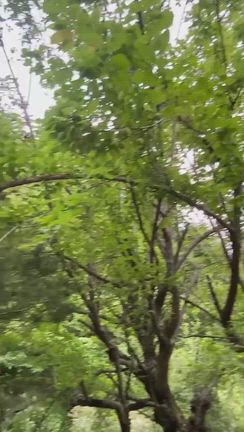 2026/06/07　梅がたわわに実りました〜〜＾＾の記事動画