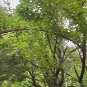 2026/06/07　梅がたわわに実りました〜〜＾＾の画像