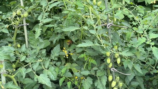 大地の恵みの記事動画