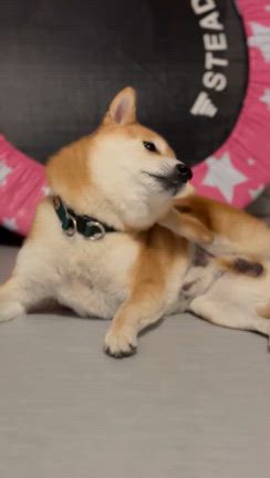 いつもありがとうの記事動画