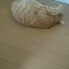 ちっさいおっさんが入ってる猫の画像