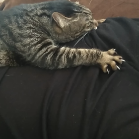 出ないおっぱいを吸う猫(笑)の画像