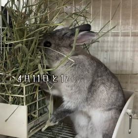 2026/04/10の画像