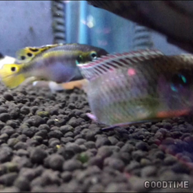 お久しぶりの熱帯魚>* ))))><の画像