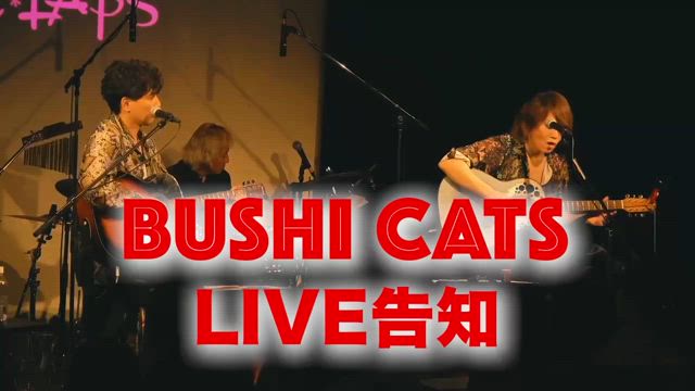 BUSHI CATS LIVE vol.2決定‼️の記事動画