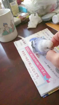 動画投稿のテストの記事動画