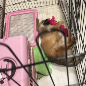 ☆マジで…犬の話しかない私笑☆の画像