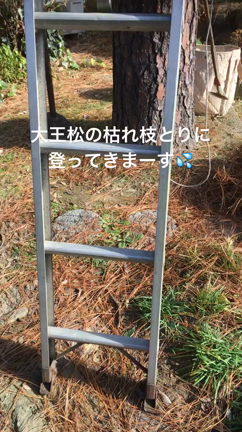 大王松の記事動画