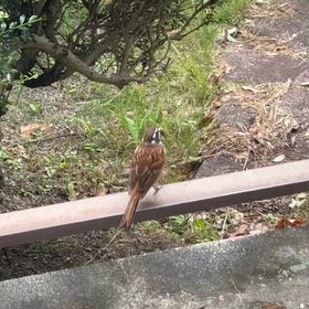 動物が逃げないのは何故？の画像