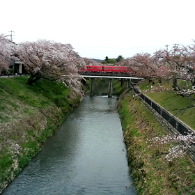 各務原新境川提の桜の画像