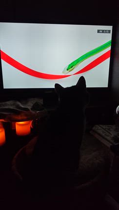 蛇が怖い猫様の記事動画