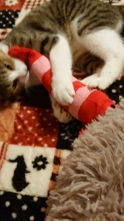 海老ときのこ☆シャーしない猫の記事動画