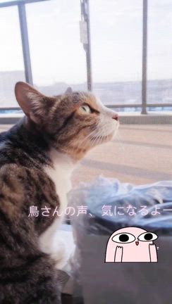 昨夜より1キロ減った☆爽やかな朝の記事動画