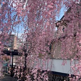 桜姫動画バージョンの画像
