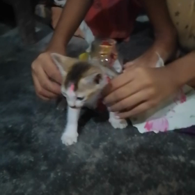 猫の服の画像