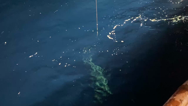 夏の小川島の記事動画
