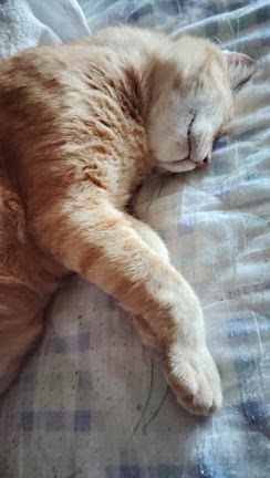 今日の猫様　家猫編の記事動画