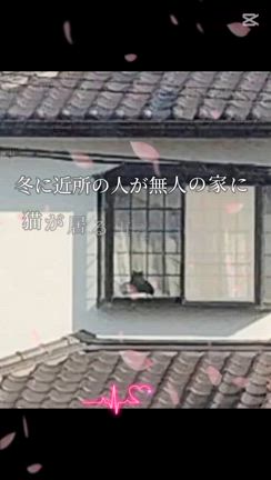 今日の猫様　ご近所猫様　クロスケの近況と、ミニクロちゃん一時預かりさまが作ってくれた動画の記事動画