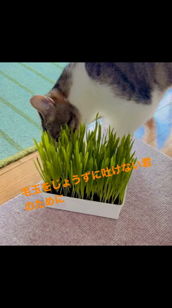 飼い主の心猫知らずの記事動画