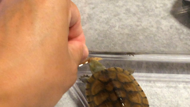 手渡しの記事動画