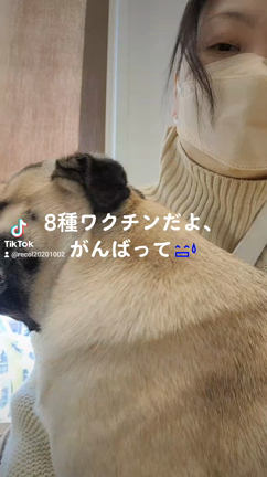 ワクチン接種૮˶• ﻌ •˶აの記事動画