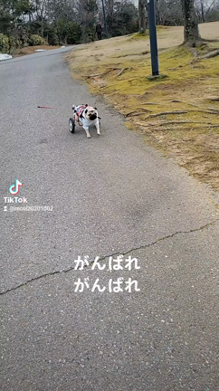 光の春の記事動画
