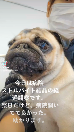 ストルバイト結晶の記事動画