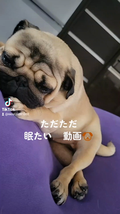 眠すぎリコルの記事動画
