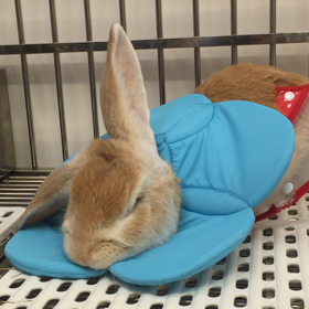 かんなのつぶやき①の画像