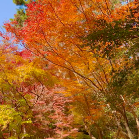 毎年楽しみにしてるお散歩コースの紅葉の画像