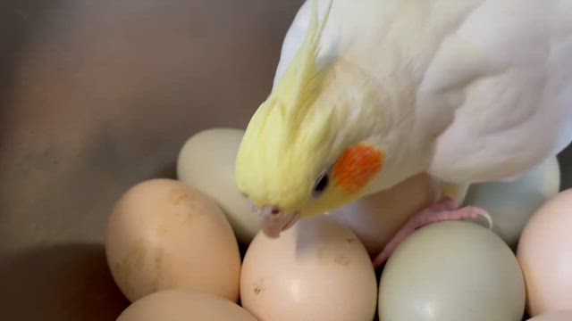 鳥達はでっかい卵が大好き。オカメインコでも見られた本能的な行動の一例です。の記事動画