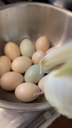 鳥達はでっかい卵が大好き。オカメインコでも見られた本能的な行動の一例です。の記事動画