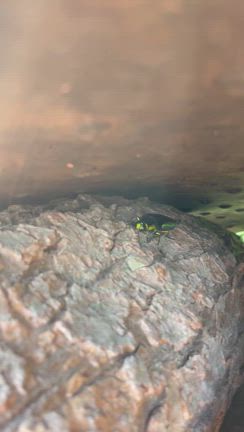 けん坊の山づくり　「ふってくるタマムシたち」の記事動画