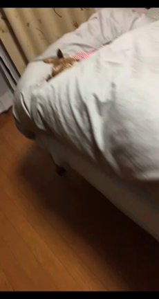 イヌコまどろむの記事動画